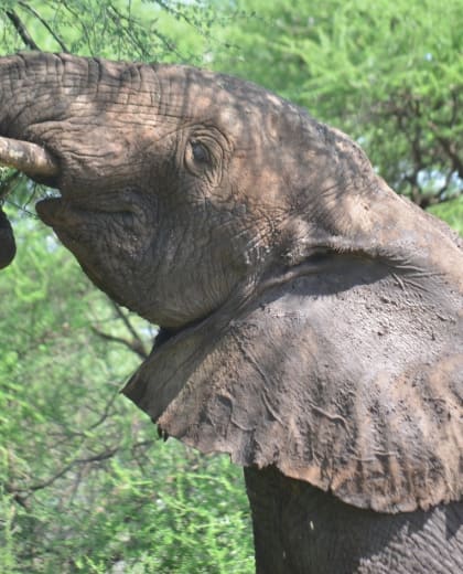 Tanzania Safaris Source Tours