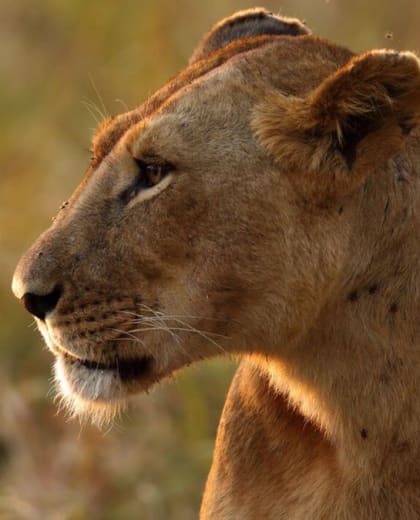 Safari Bliss