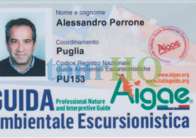 License Image