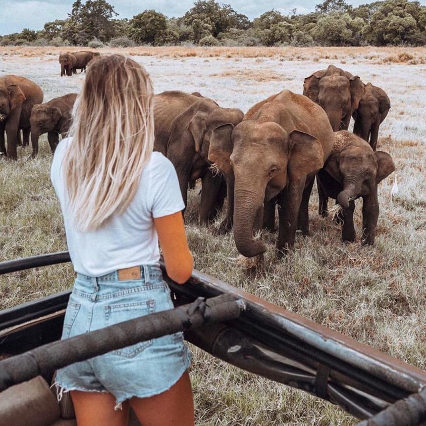 wild elephant safari 