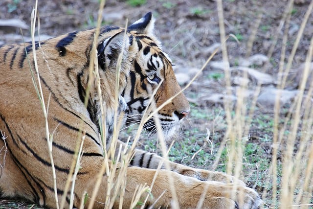 Tiger in Ranthambore National Park