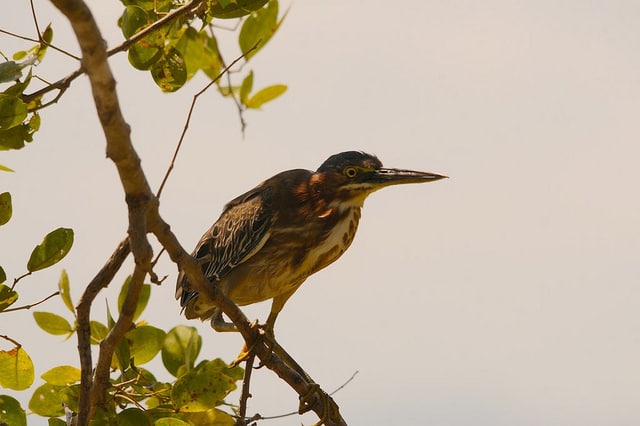 Palo Verde National Park