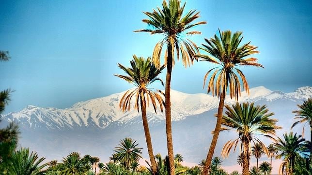 Palm tree, Skoura in Ouarzazate 