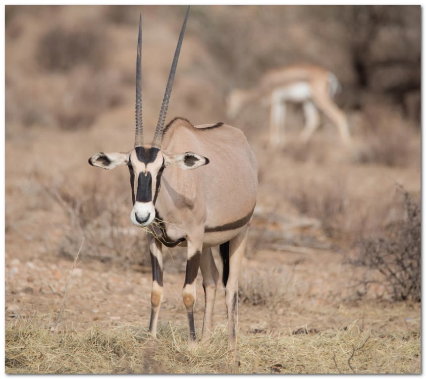 Oribi in Meru National Park