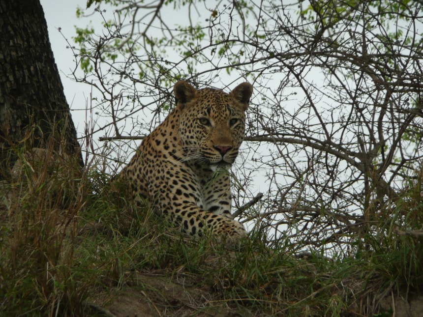 Leopard, Kruger National Park