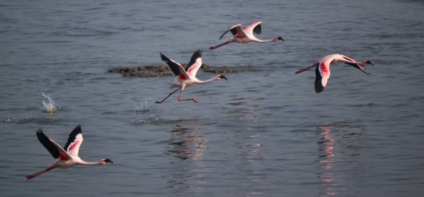Sewri Jetty, Flamingo Land