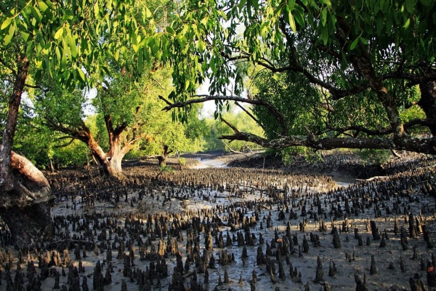 Mangrove Forest In Sundarban