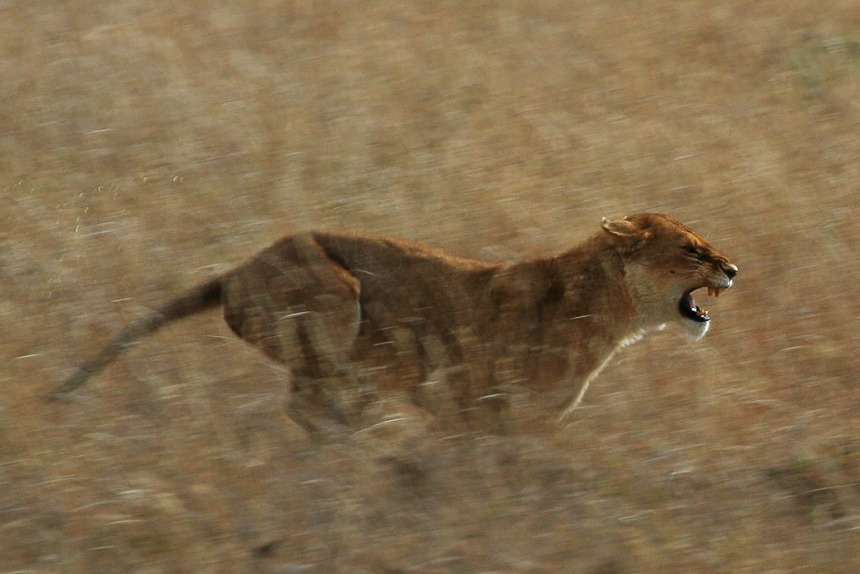  A female lion hunting.