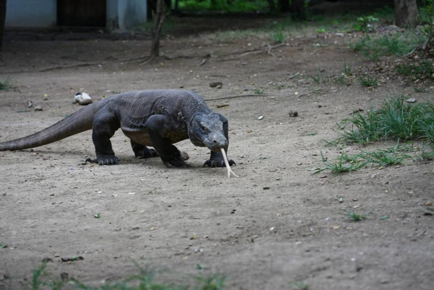 Komodo Dragon Indonesia