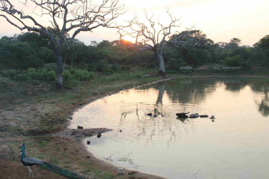 Yala National Park