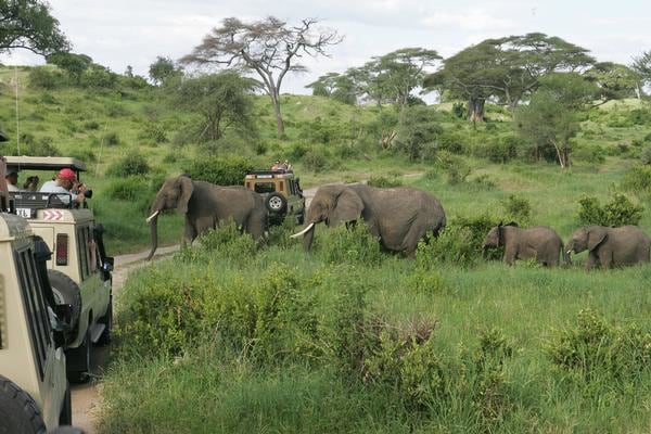 While you may get a lucky moment like this on safari in Tarangire National Park in Tanzania, you&rsquo;ll also endure many long, hot, bumpy miles to spot