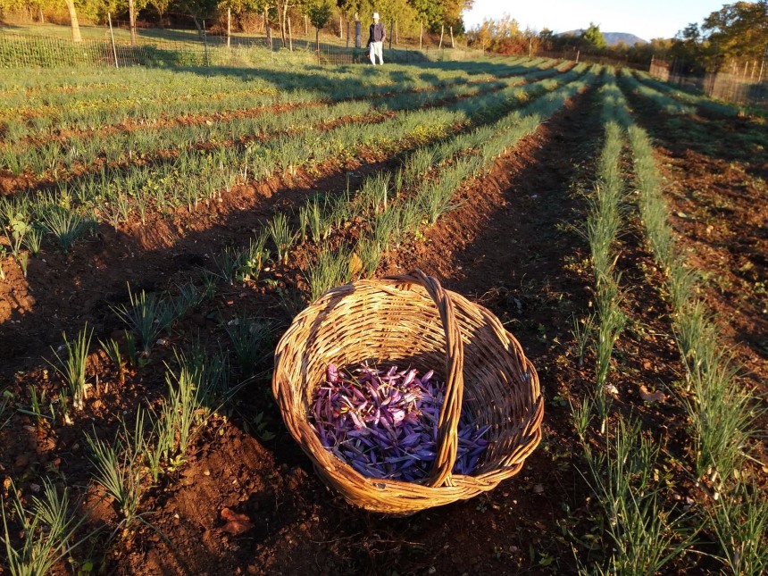 collected saffron flowers