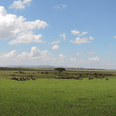 Wildebeests Masai Mara Kenya.Photo by YHA Kenya Travel