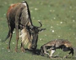 young-wildebeest-helped-bymother-wildebeest