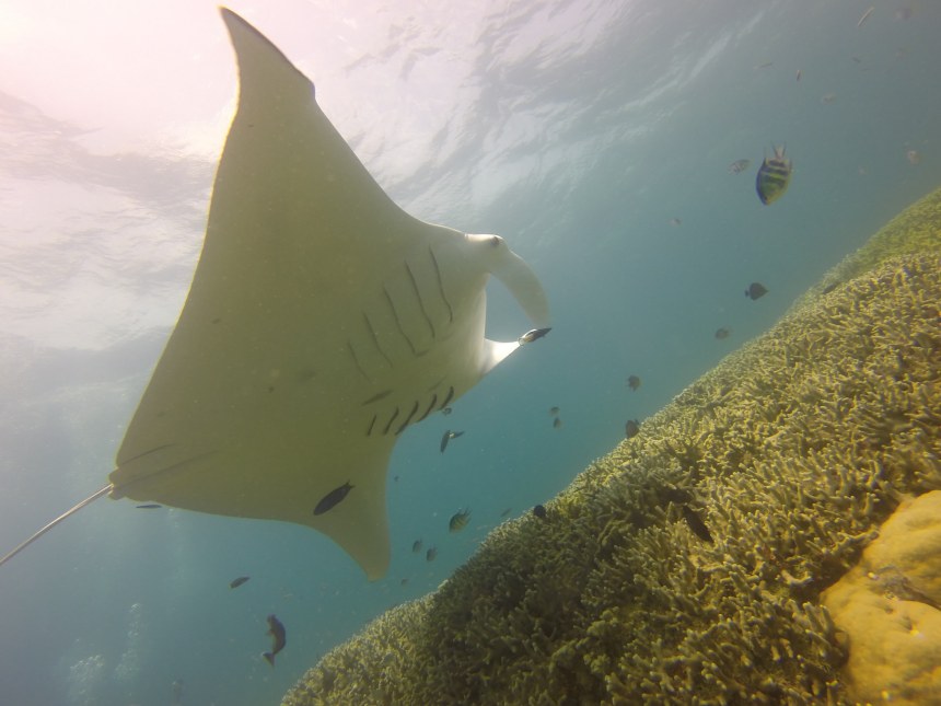 Manta Ray