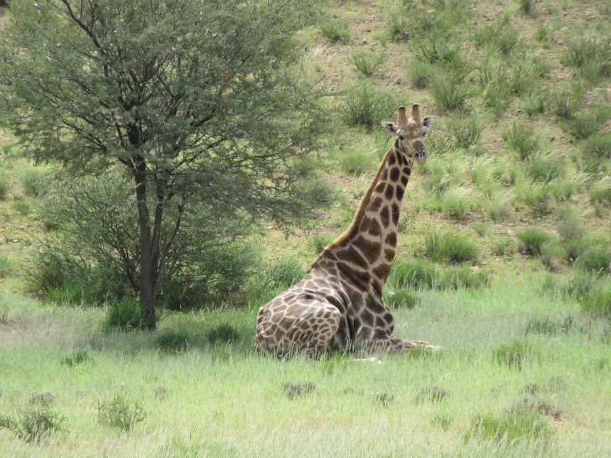 Kgalagadi Transfrontier Park