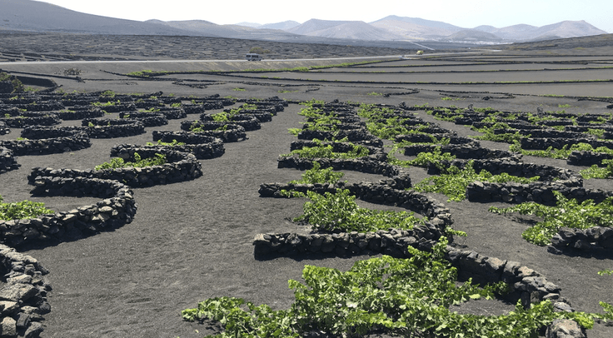 Lanzarote Vineyard
