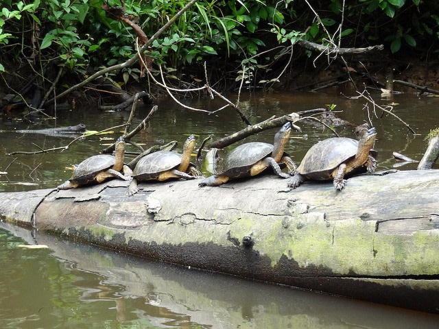 Tortuguero National Park