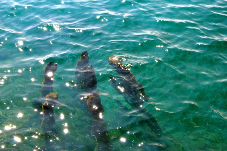 Underwater at Lake Ohrid