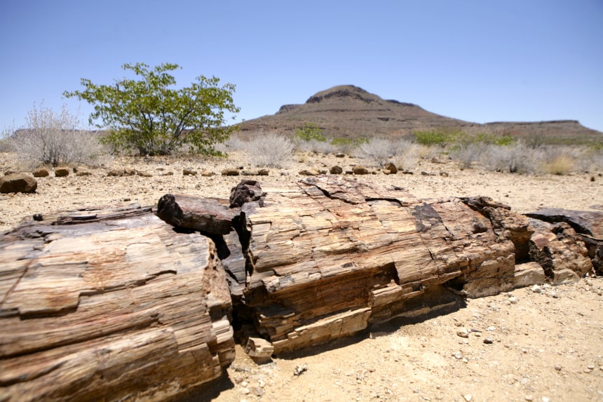 Petrified Forest of Namibia