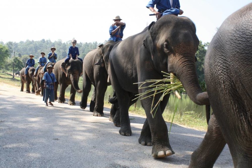Thai Elephant Conservation Centre