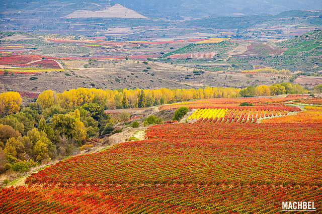 La Rioja Vineyard Landscapes