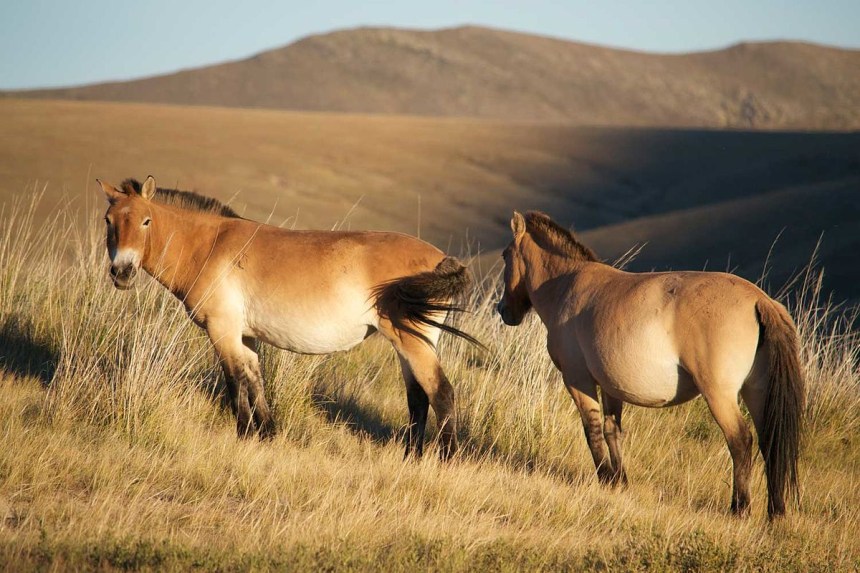 Takhi wild horses