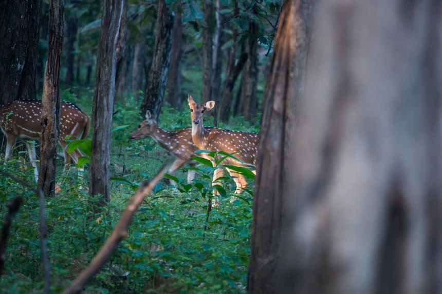 Spotted Deer at Kanha National Park