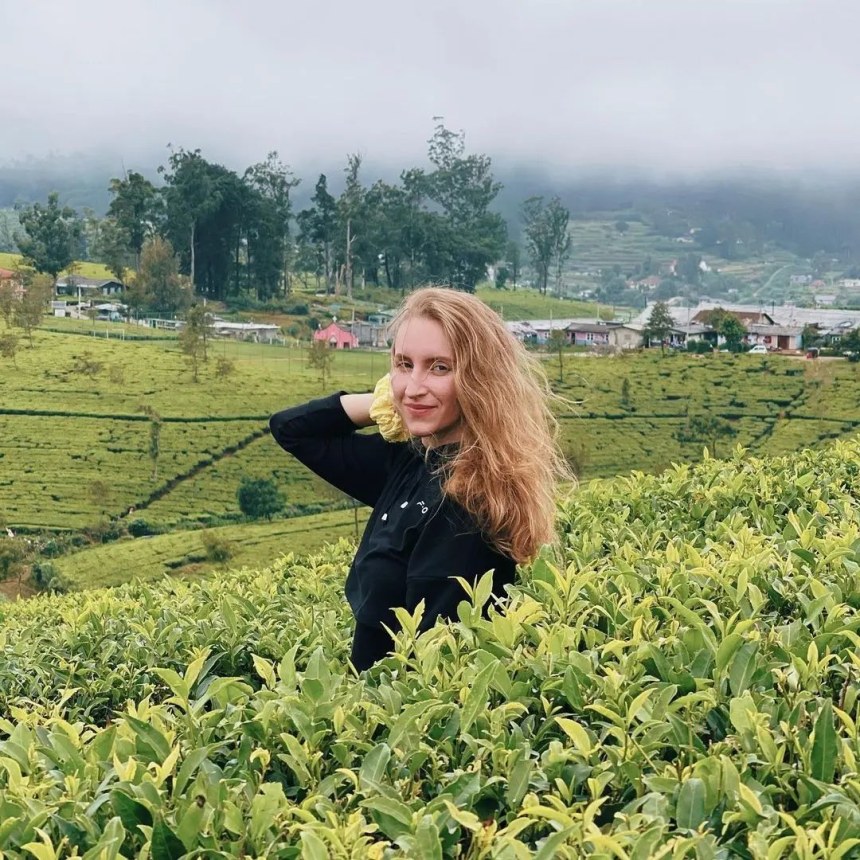 tea plantation 
