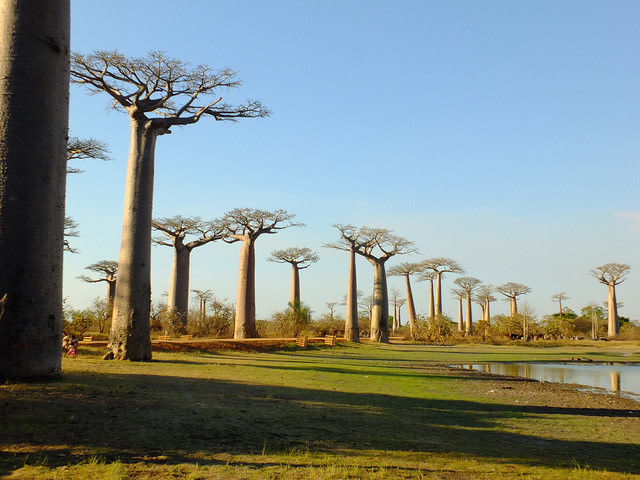 Avenue of the Baobabs