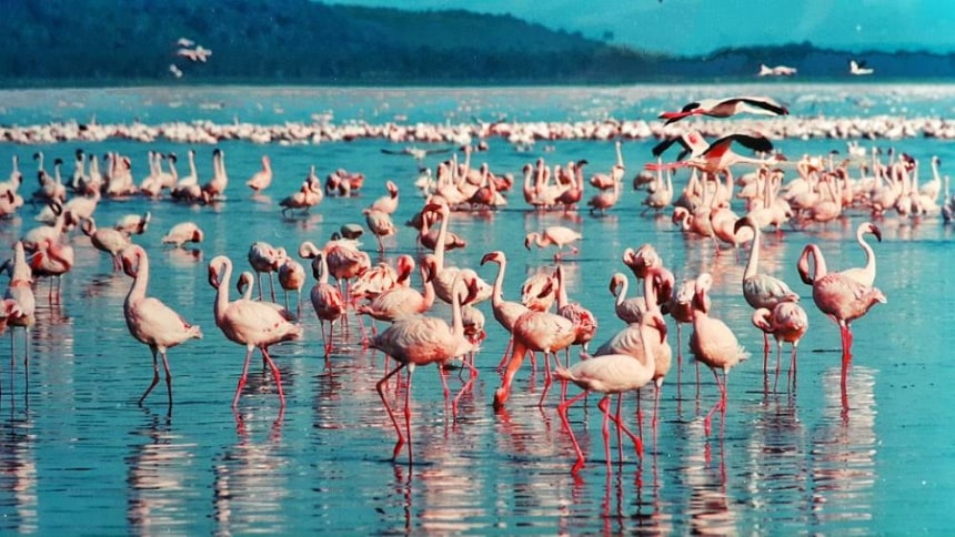 Flamingo at Lake Nakuru