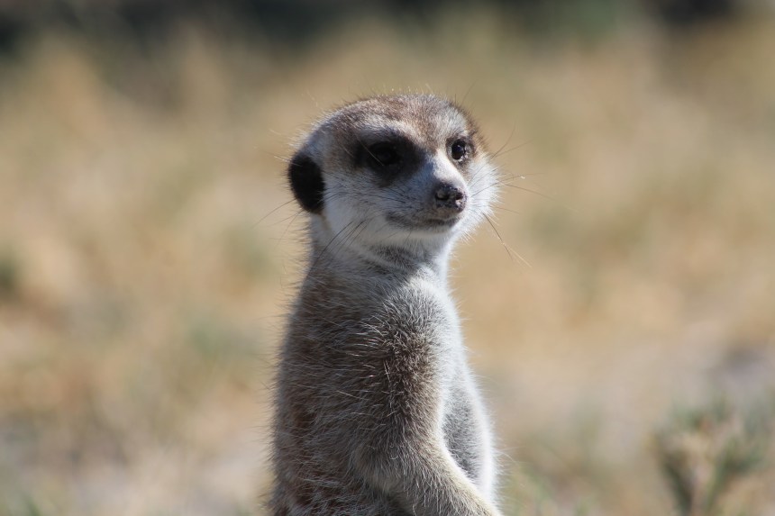 Central Kalahari Game Reserve