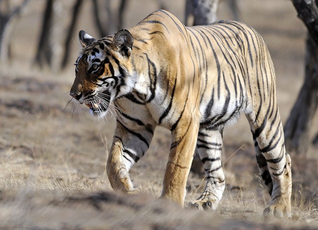 Tiger at Ranthambore National Park