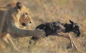 young-wildebeest-caught-by-lion