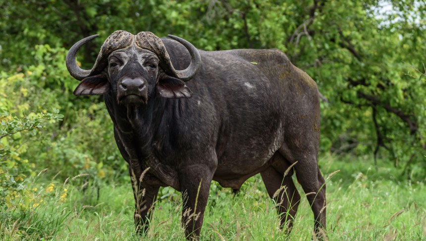 An African buffalo in the Kruger National Park, South Africa