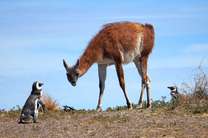Penguins and guanaco at Punta Tombo near Trelew
