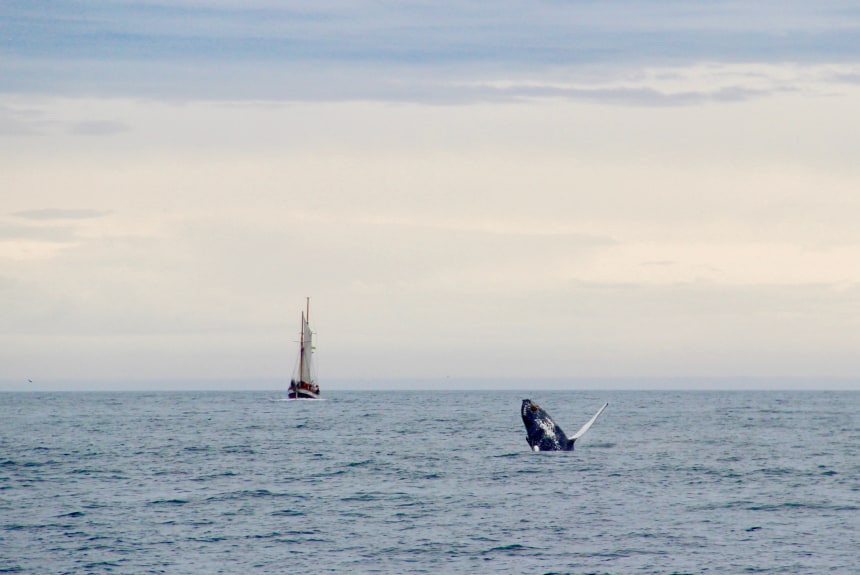 Husavik Whale Watching
