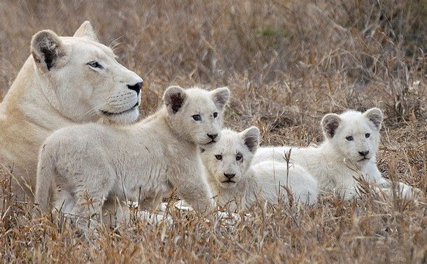 White Lions released into the wild from Johannesburg Zoo 