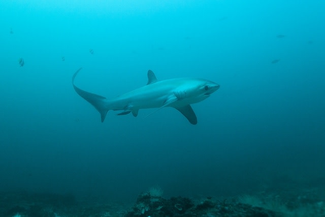 Thresher Shark in Monad Shoal, Malapascua