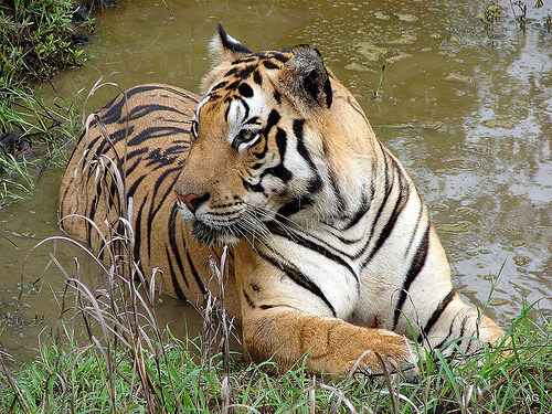 Tiger at Kanha National Park