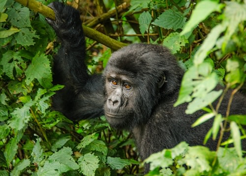 bwindi gorilla trek