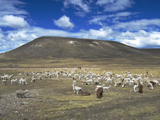 Alpacas grazing on the Plateau West of Puno
