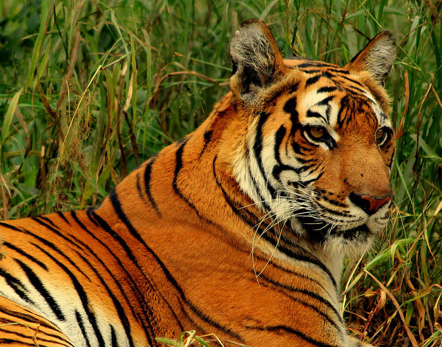Royal Bengal Tiger