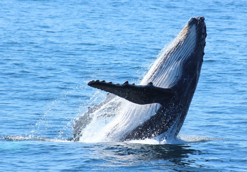 Big 7 Safaris, Alan Tours, Humpback whale breaching