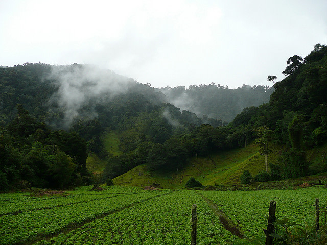 Sendero de los Quetzales, Cerro Punta, Panama