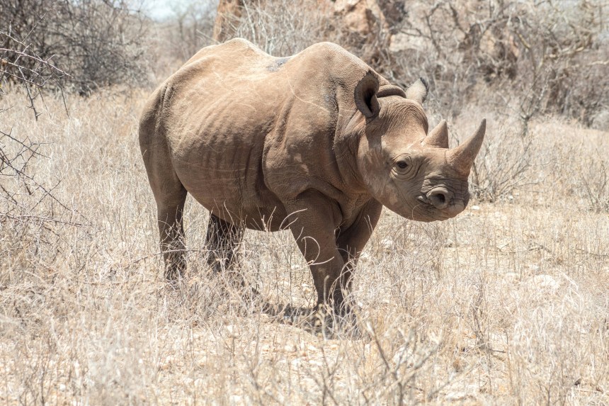 The Rhinoceros: A Rare and Powerful Symbol of African Conservation