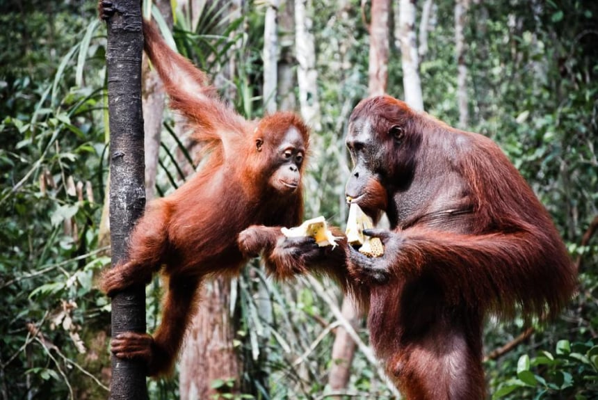 Orangutan in Tanjung Puting National Park
