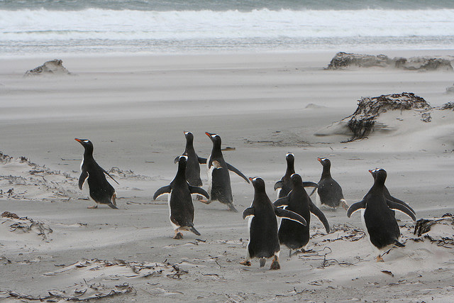 Falkland Island Wildlife