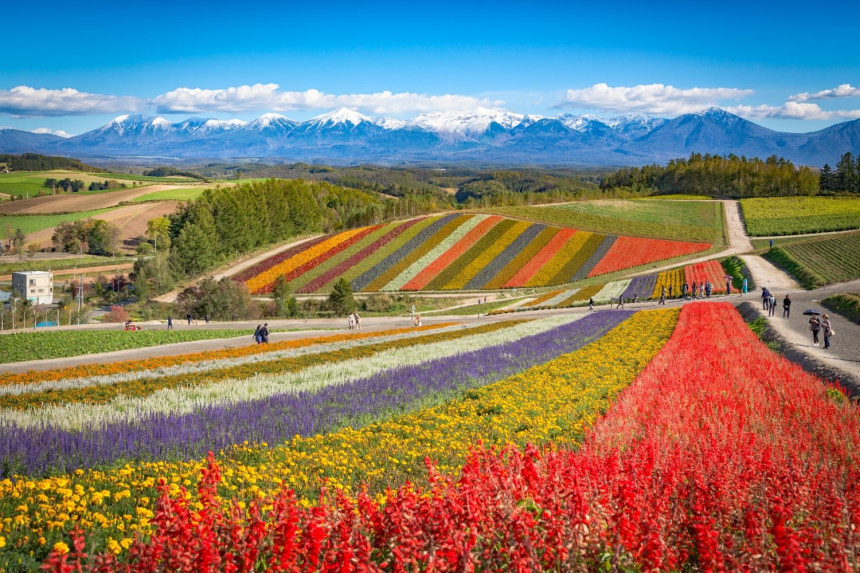 Colorful flower field on the hill at Shikisai no oka farm, Biei, Hokkaido