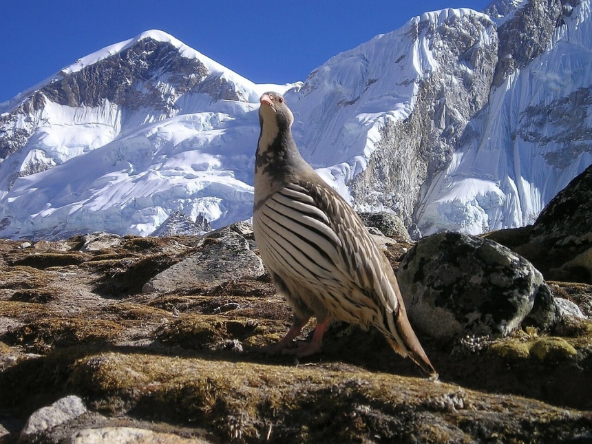 Mountain Bird